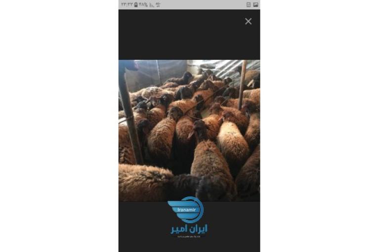 بره غزل افشار نژاد اصل