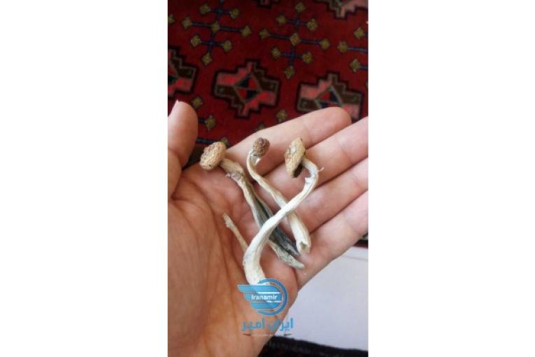 قارج های جادویی مجیک ماشروم