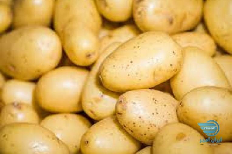 فروش انواع سیب زمینی 