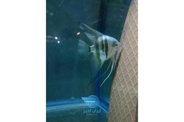 آنجل ودیسکس و اسکار مولد
