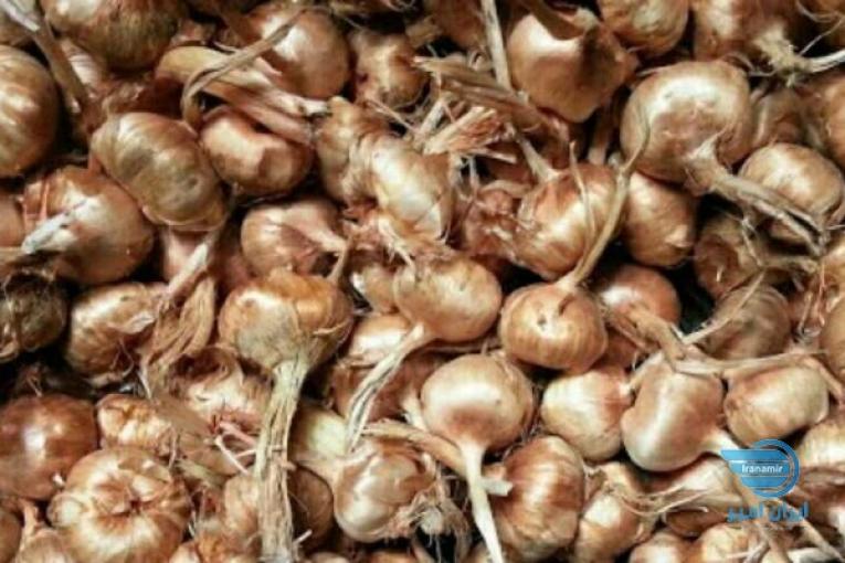 خرید و فروش زعفران وپیاز زعفران