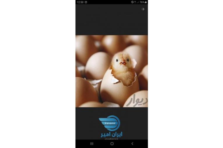 جوجه بوقلمون بیوتی