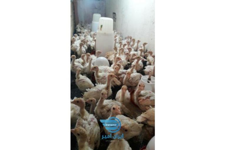  فروش عمده بوقلمون بیوتی 6 فوقسنگی (زرین و تینا )