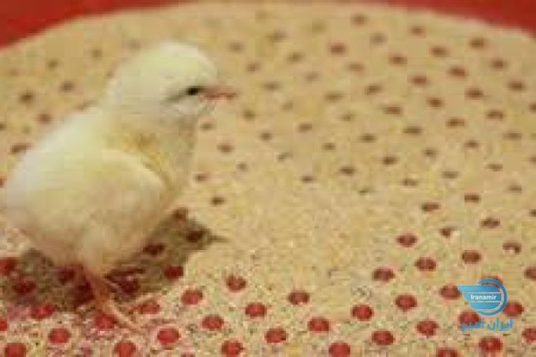 فروش عمده مرغ گوشتی گلپایگان کاب و راس