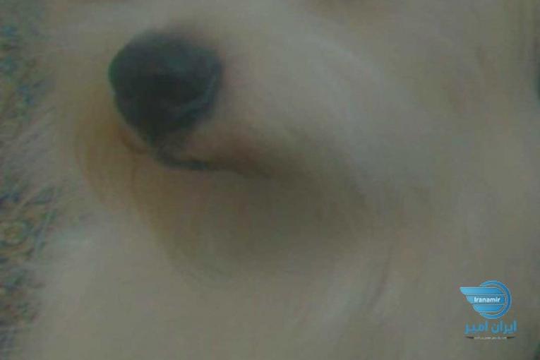 پانسیون سگ، نگهداری سگ به صورت موقت