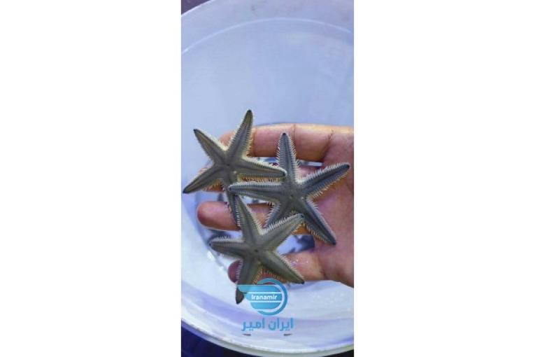 ستاره دریایی اب شور