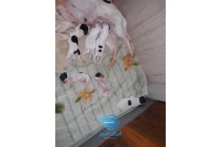 توله سگ اشپیتز فروشی