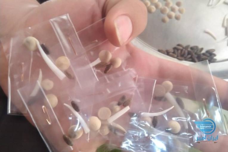 مهره مار اصل عمده و تکی