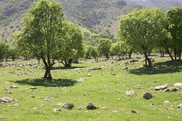 اجرای طرح ملی نهضت سبز از ۱۴ آذر ماه در کرمانشاه