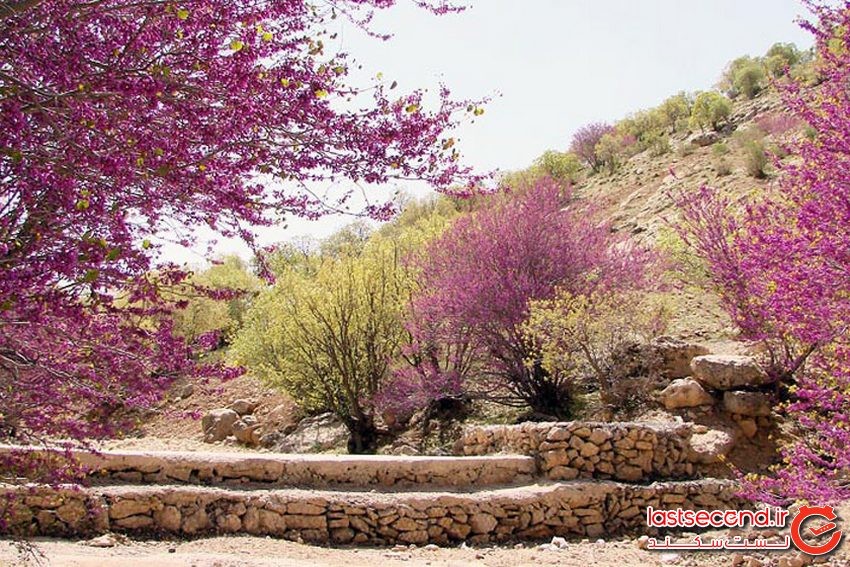 تنگه ارغوان، زیبایی بی مثال ایلام