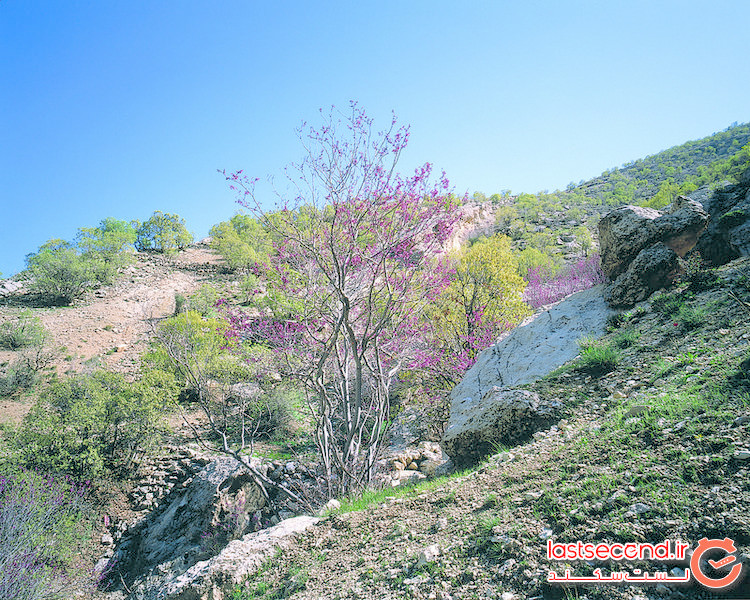 تنگه ارغوان، زیبایی بی مثال ایلام
