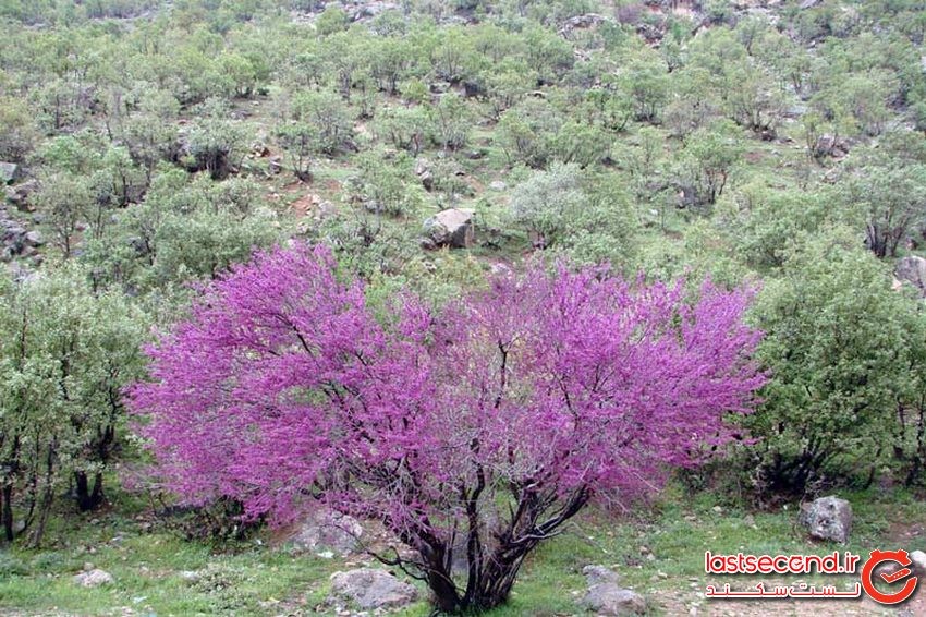 تنگه ارغوان، زیبایی بی مثال ایلام