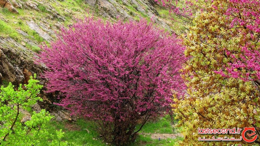 تنگه ارغوان، زیبایی بی مثال ایلام