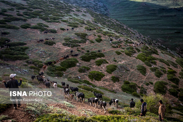 «سیاه گالش» نماد حافظ زیست بوم کوهستان های گیلان
