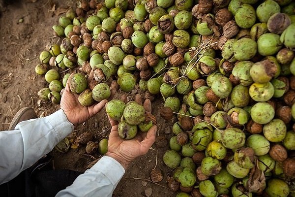 شکست بیکاری در«اُشترمل»تویسرکان/ملی شدن منبت«گلریز»راجشن می‌گیریم