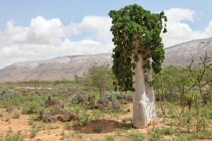 سقطرا