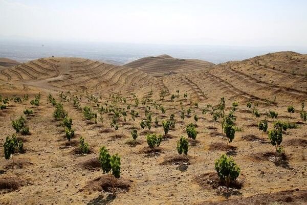حفاظت محیط زیست استان چهارمحال وبختیاری به طرح بسیج همگانی ۱۴ میلیون نهال در کشور پیوست