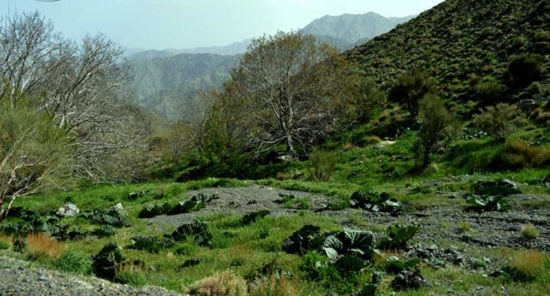 کرمان دیار کریمان