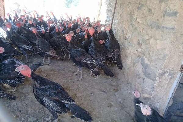 قرعه «فال» به نام جوان روستایی/پرورش دهنده بوقلمون میلیونر شد