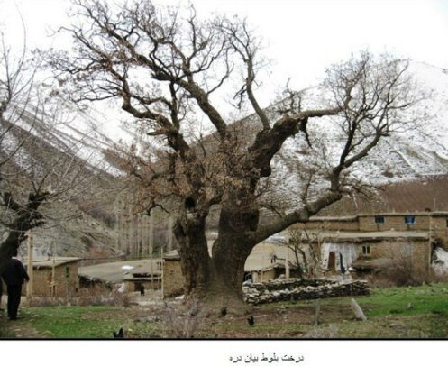 ۱۴ درخت کهنسال در کردستان ثبت ملی شدند
