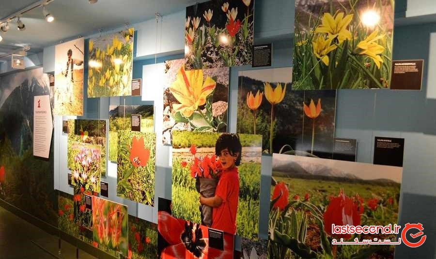 راهنمای سفر به آمستردام و کارهایی که باید انجام داد