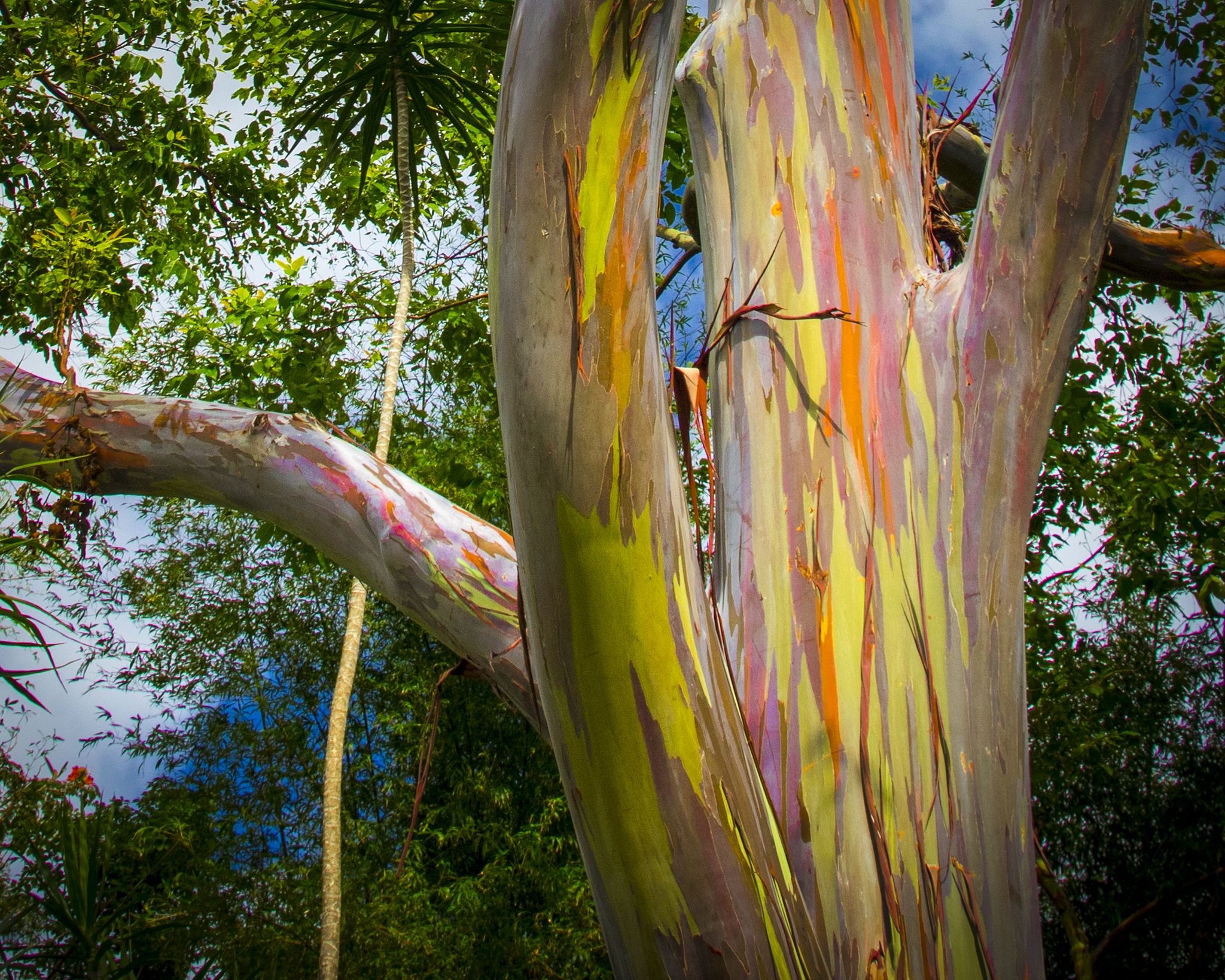 eucalyptus deglupta philippines