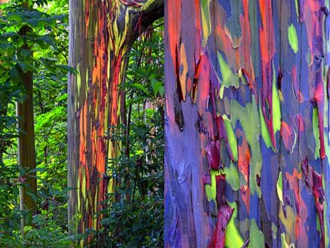 eucalyptus deglupta philippines