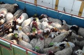 سارقان ۲۱۵ راس دام در البرز دستگیر شدند