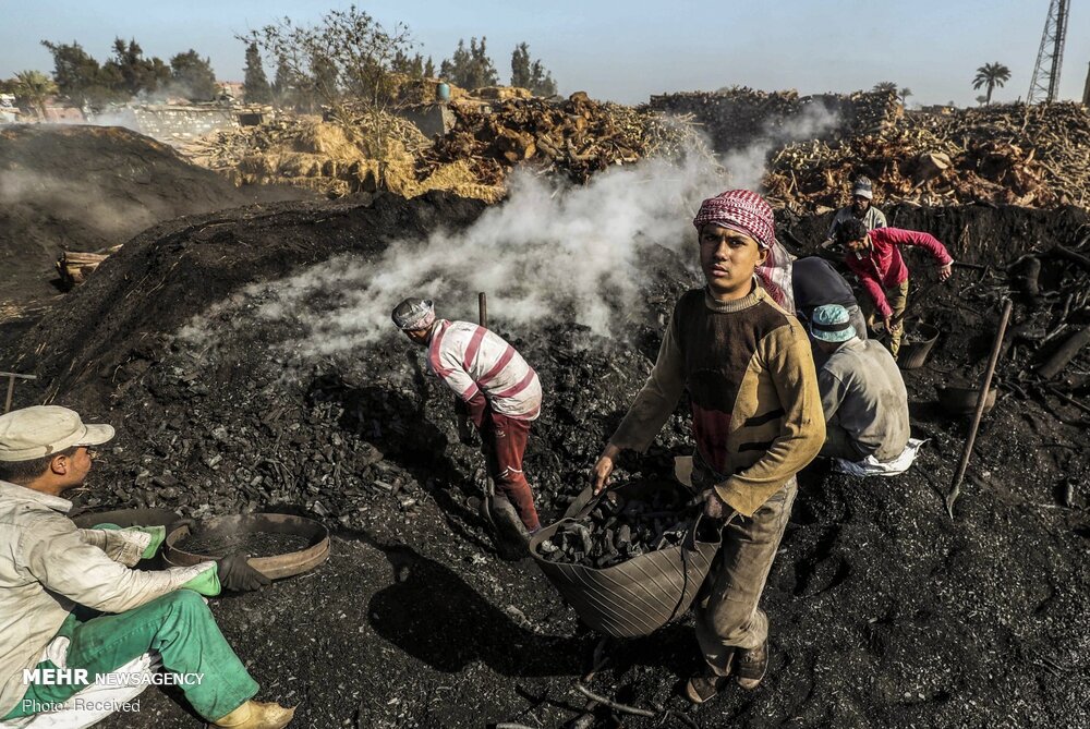 کارخانه تولید ذغال در مصر