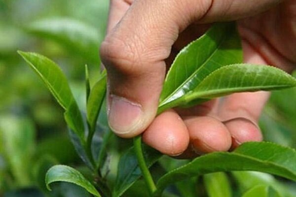 افزایش ۳۰ درصدی خرید تضمینی برگ سبز درجه یک چای برای امسال