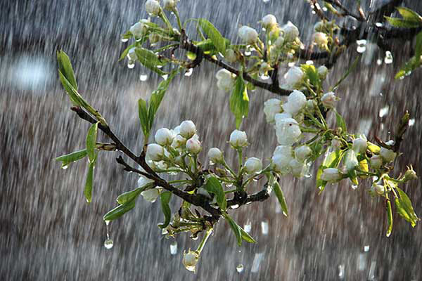 بارش برف بهاری در همدان آغاز شد