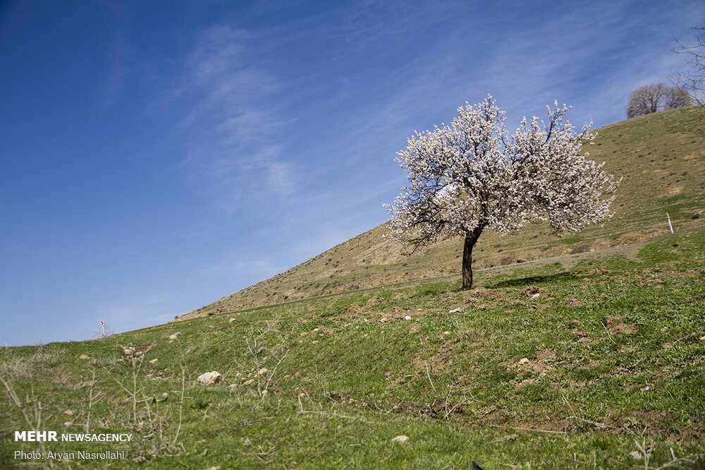 تلالو رنگ ها در بهار کردستان