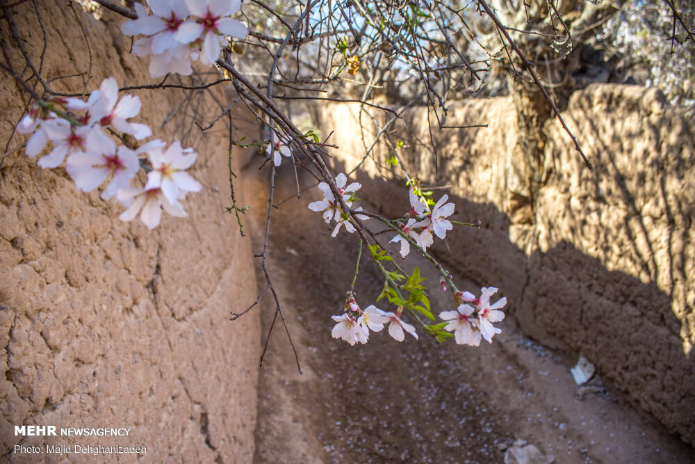 شکوفه های بهاری در یزد