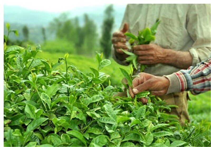 چای کرونا ندارد؛ نگران نباشید