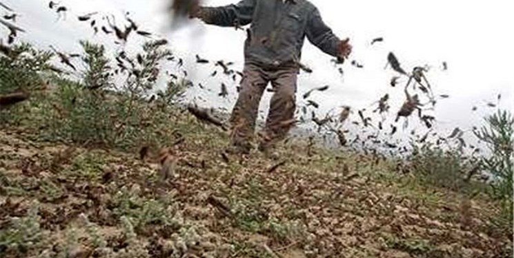 کمک مالی فائو برای مبارزه با هجوم ملخ ها