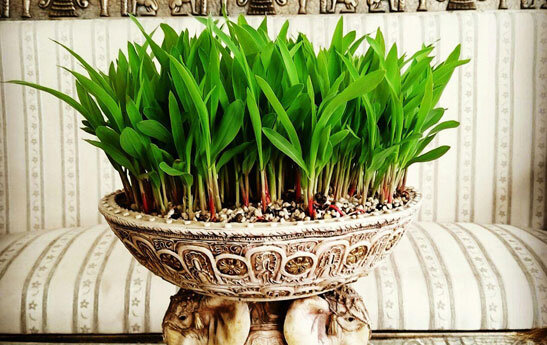 ۱۷ پیشنهاد برای افرادی که می‌خواهند خودقرنطینگی را تجربه کنند