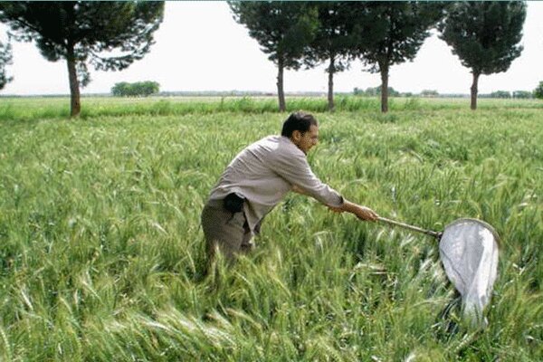۲۲ هکتار مبارزه شیمیایی با بیماری های قارچی مزارع گندم ۲۲ هکتار مبارزه شیمیایی با بیماری های قارچی مزارع گندم