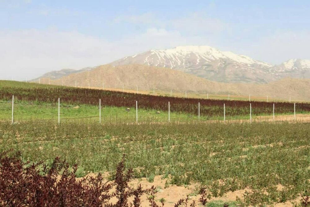 آغاز مشارکت بهره برداران طرح ۲۳۰۰ هکتاری سودجان در شهرستان شهرکرد