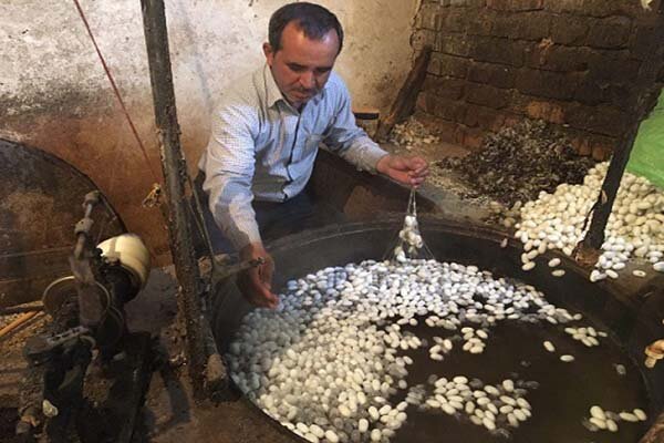 اختصاص بیش از ۳ هزار جعبه تخم نوغان به ابریشم‌کشان تربت حیدریه