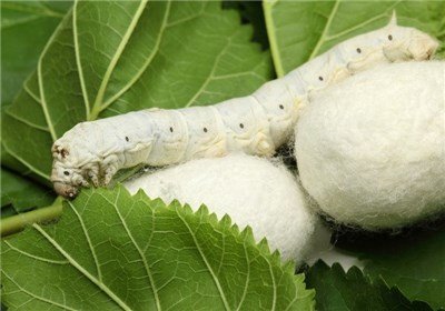 افزایش ۵۶ درصدی قیمت خرید تضمینی پیله تر ابریشم افزایش ۵۶ درصدی قیمت خرید تضمینی پیله تر ابریشم