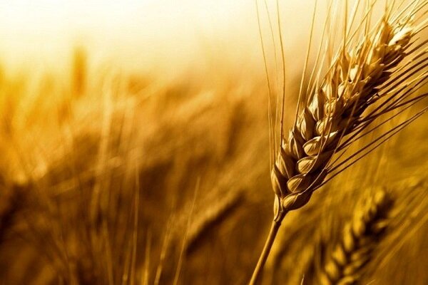 خرید حدود چهار هزار تن بذر گندم از کشاورزان سیستان و بلوچستان