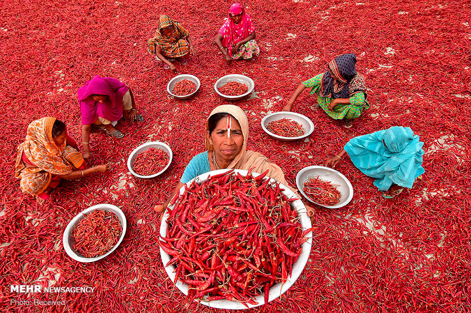 خشک کردن فلفل قرمز در بنگلادش