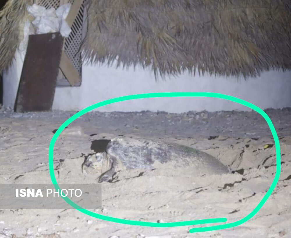 سواحل شنی مستعد برای تخم‌گذاری لاک‌پشت ها/پروژه بومگردی هنگام مجوزی از محیط‌زیست هرمزگان ندارد