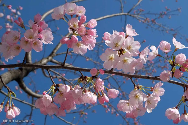 فصل بهار چه غذاهایی بخوریم فصل بهار چه غذاهایی بخوریم
