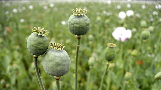 قابلیتهای طب سنتی برای ترک اعتیاد قابلیتهای طب سنتی برای ترک اعتیاد