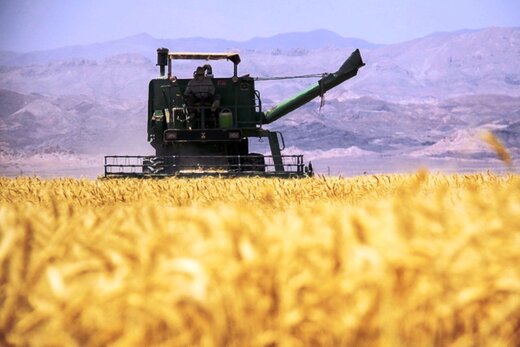 مدیر سازمان تعاون روستایی همدان: امسال بیش از ۷۵۰ هزار تن گندم در همدان برداشت خواهد شد مدیر سازمان تعاون روستایی همدان: امسال بیش از ۷۵۰ هزار تن گندم در همدان برداشت خواهد شد