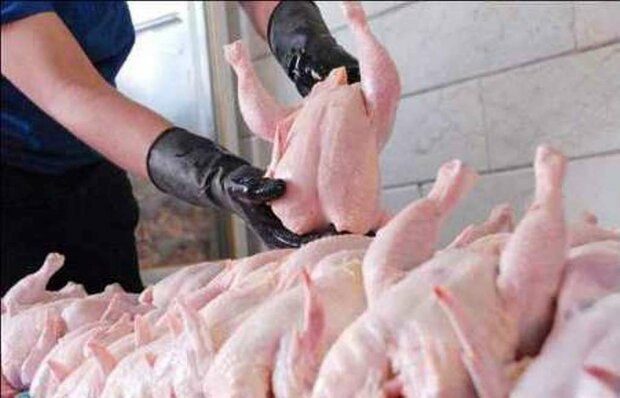 مرغ مازاد تولیدکنندگان هرمزگان خریداری می شود مرغ مازاد تولیدکنندگان هرمزگان خریداری می شود