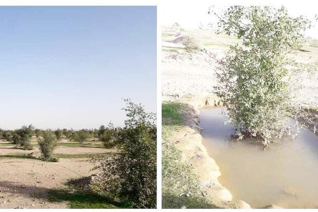 مهار ریزگردها با نهالکاری؛ بیابانهای «عروس زاگرس» جنگل شد مهار ریزگردها با نهالکاری؛ بیابانهای «عروس زاگرس» جنگل شد