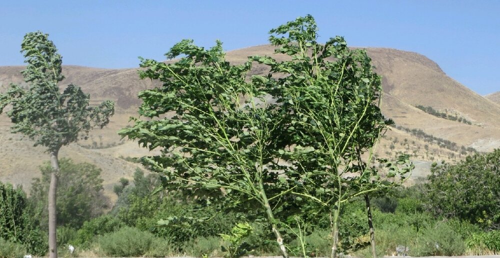 هشدار “یخبندان بهاره” به کشاورزان قزوینی