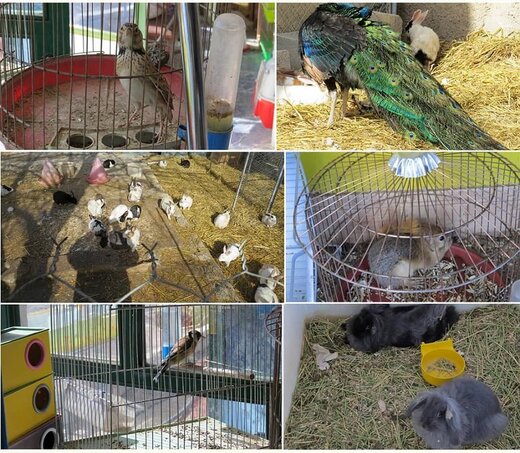 پایش واحدهای صنفی عرضه گونههای جانوری در چهارمحال و بختیاری پایش واحدهای صنفی عرضه گونههای جانوری در چهارمحال و بختیاری
